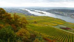 Herbstlicher Rheingau (8)