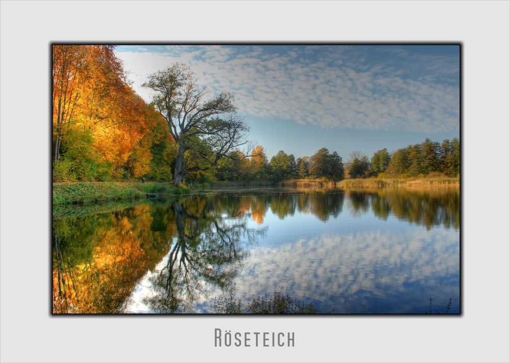 Herbstlicher Röseteich