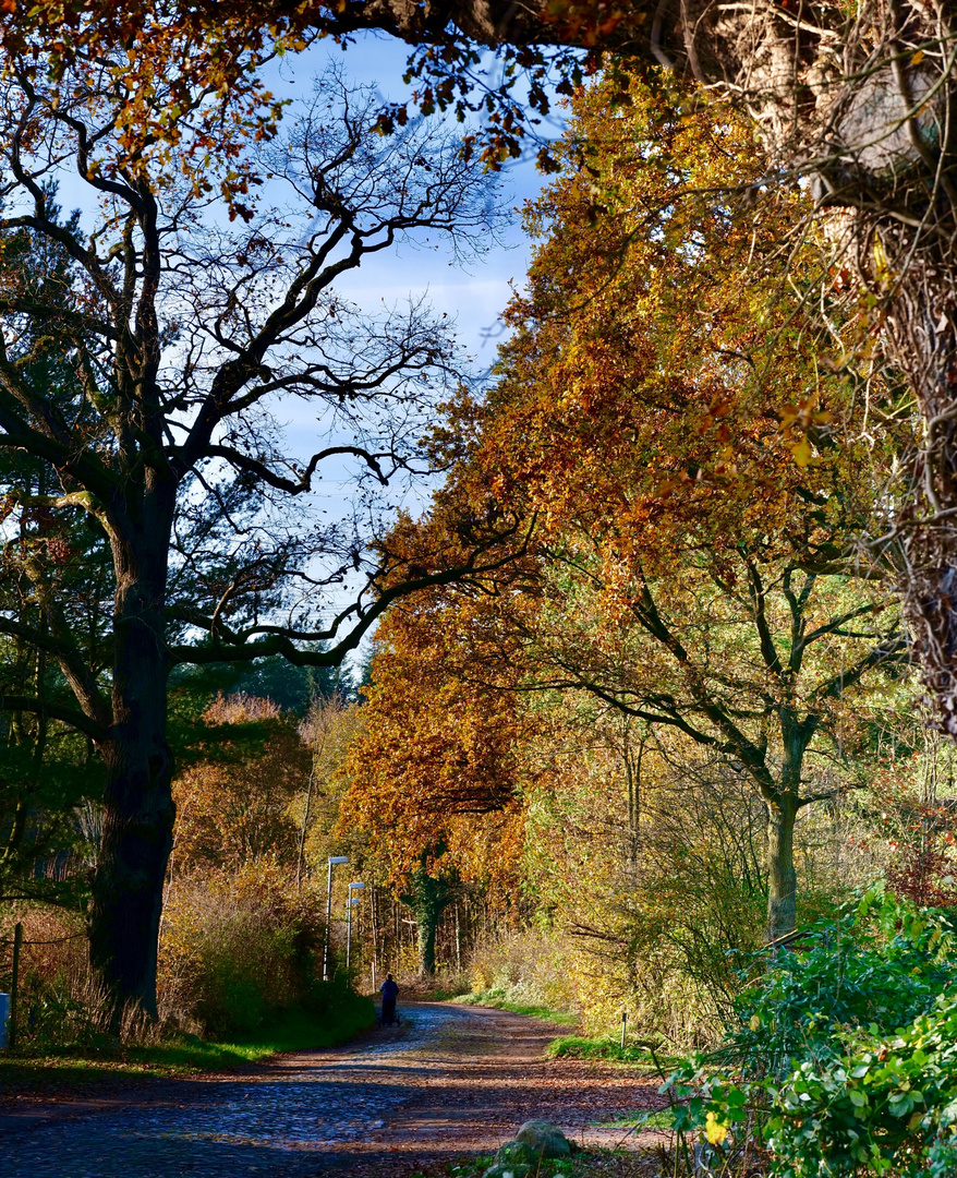 Herbstlicher Sachsenwald