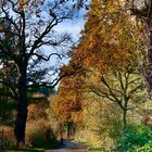 Herbstlicher Sachsenwald