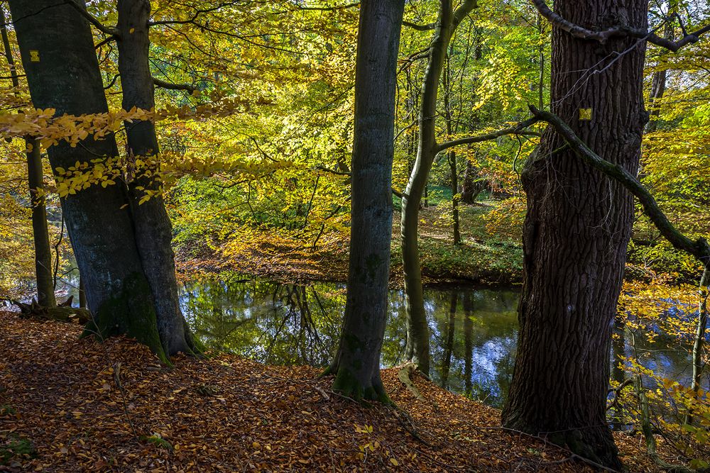 Herbstlicher Sachsenwald an der Bille