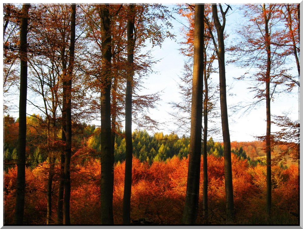 Herbstlicher Sackwald
