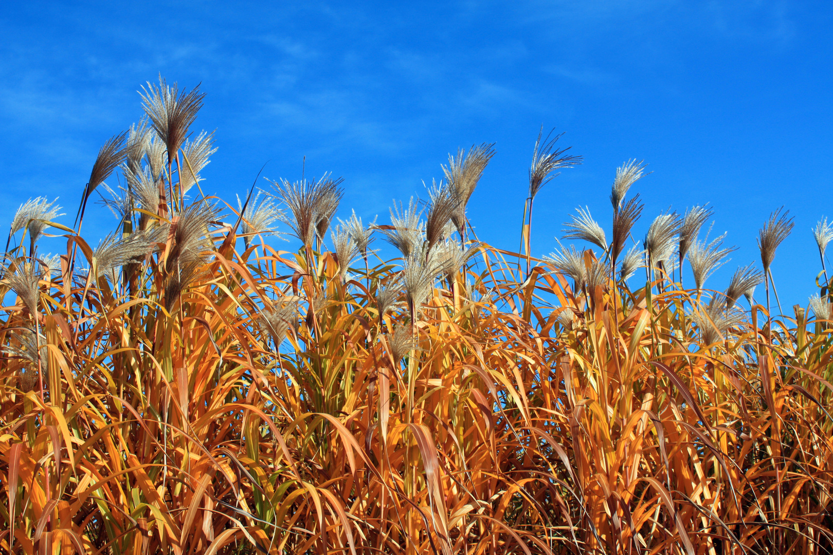 Herbstlicher Schilf