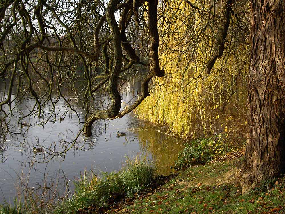 Herbstlicher Schlosspark - Bad Homburg