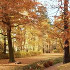 herbstlicher Schlosspark in Oranienbaum