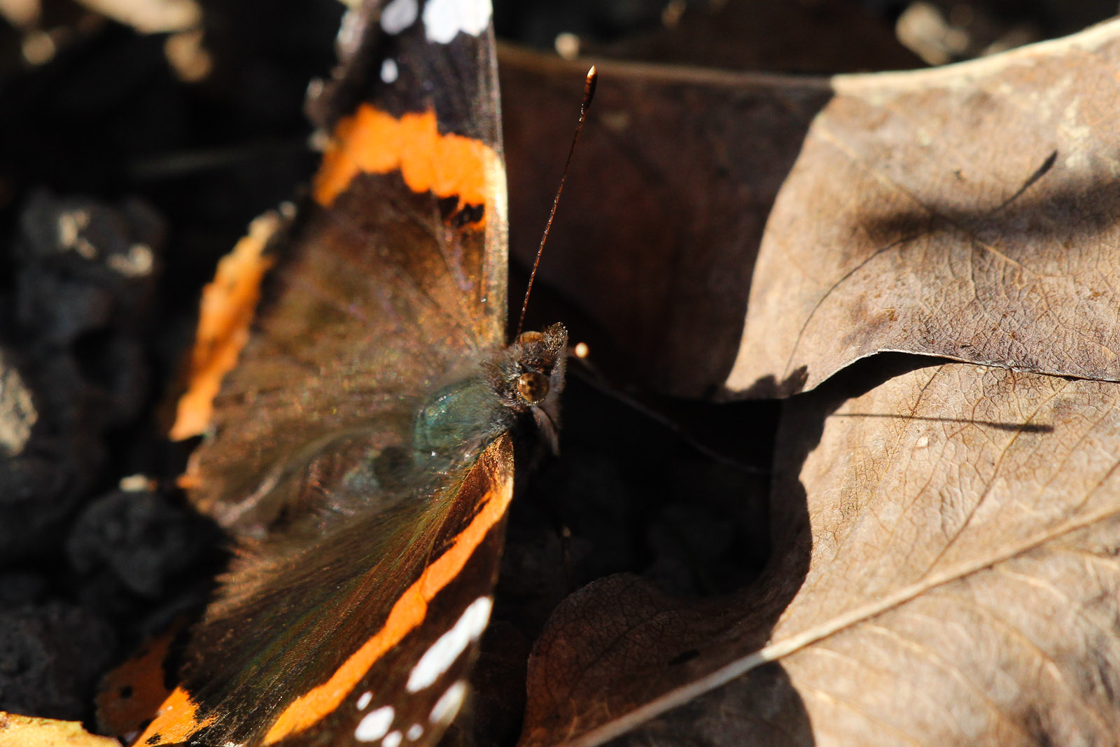 Herbstlicher Schmetterling