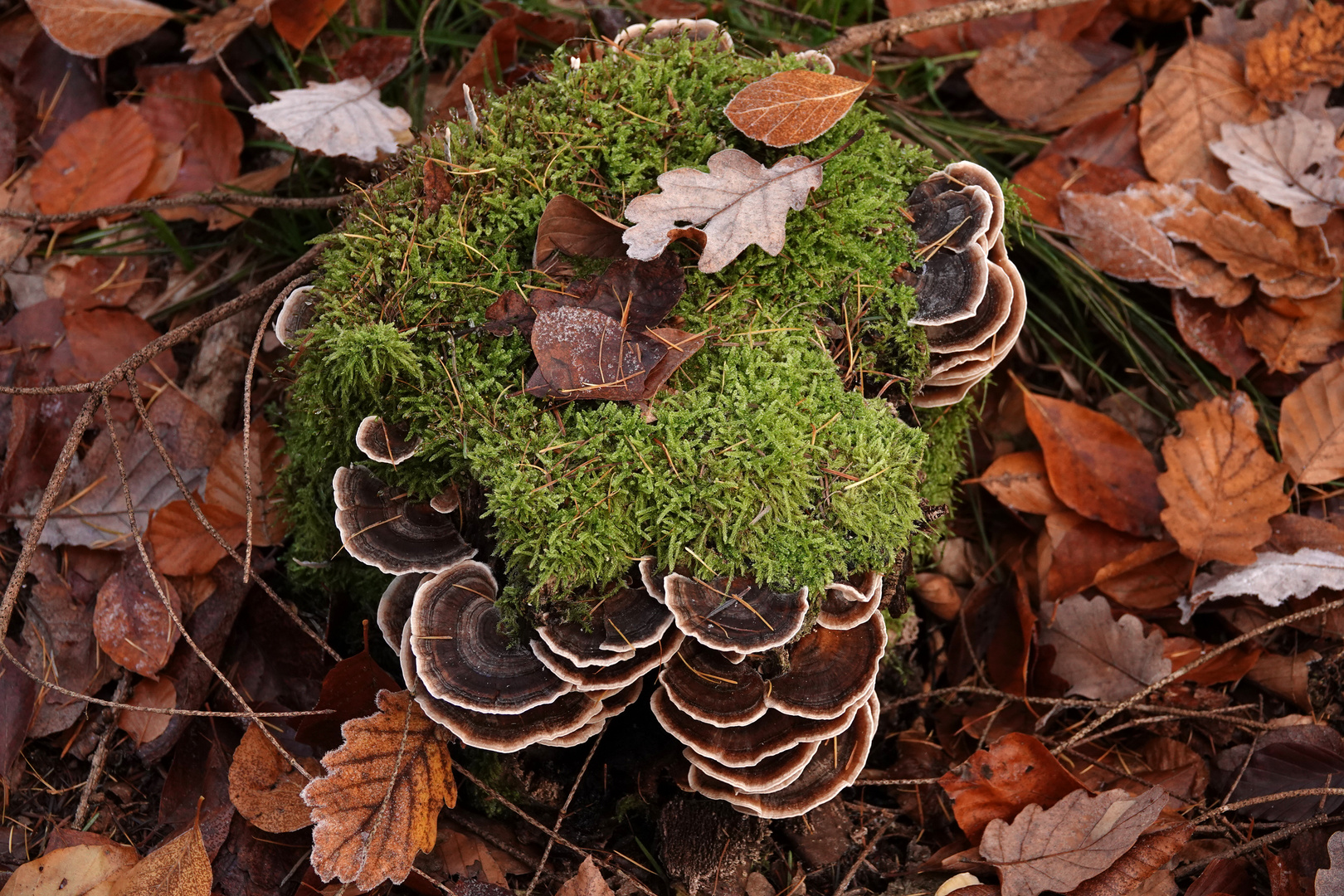 Herbstlicher Schmuck am Waldboden