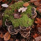 Herbstlicher Schmuck am Waldboden