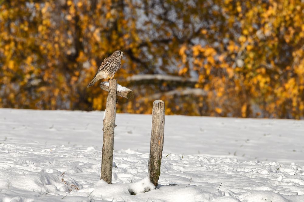 herbstlicher Schnee