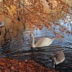 Herbstlicher Schwanensee