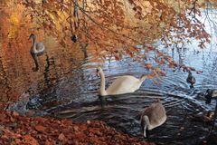 Herbstlicher Schwanensee