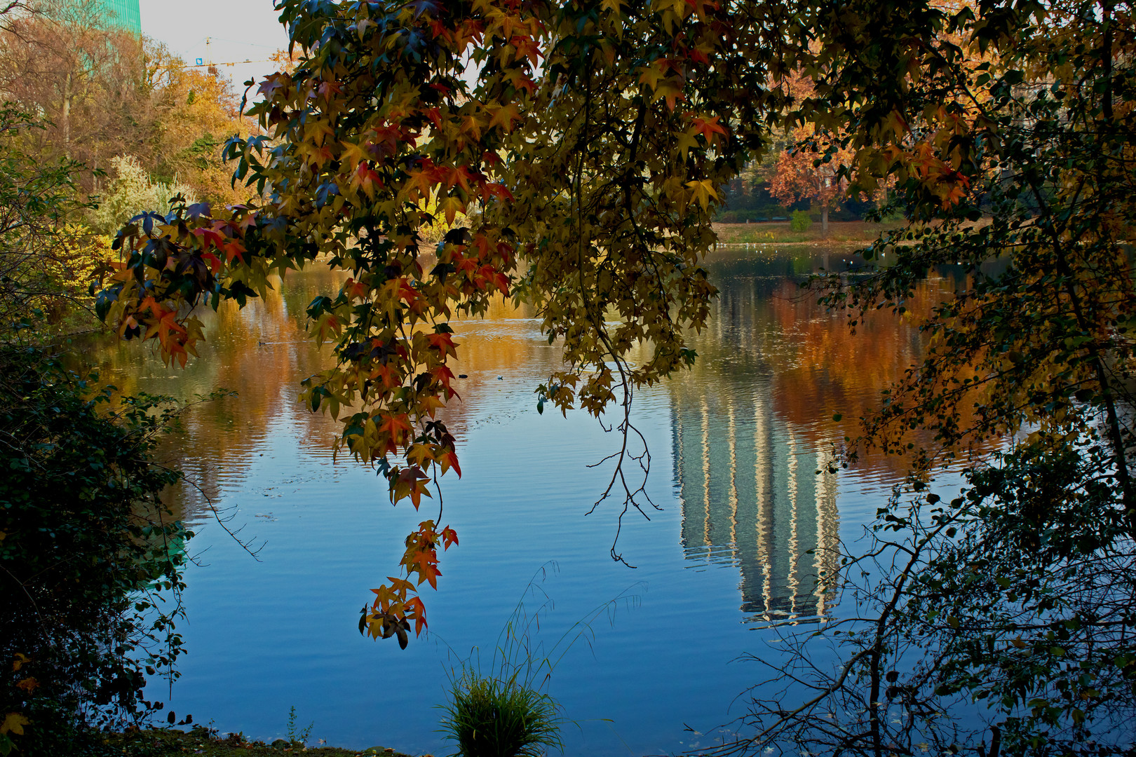 Herbstlicher Schwanenspiegel