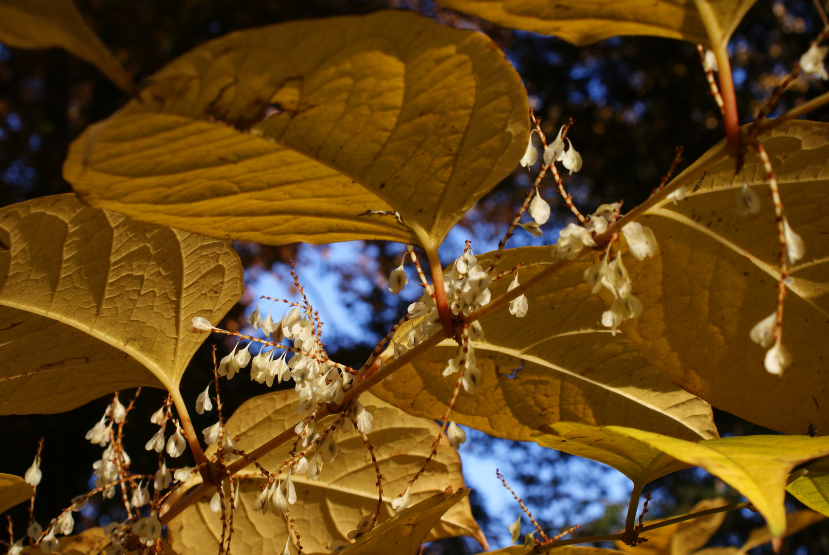 Herbstlicher Schwanenteich an der Ostanlage