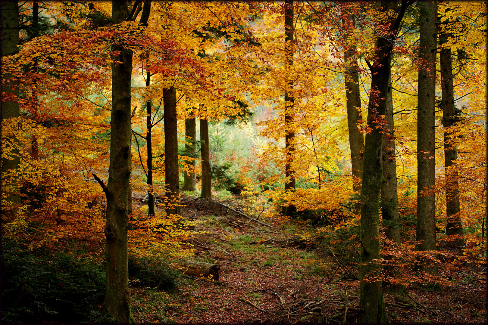 Herbstlicher Schwarzwald