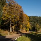 Herbstlicher Schwarzwald