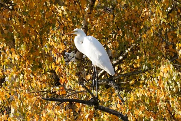 Herbstlicher Seidenreiher