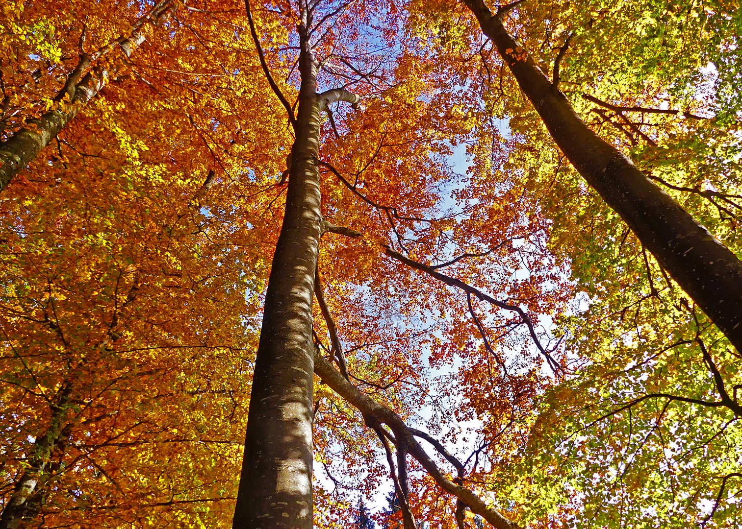 Herbstlicher Sihlwald
