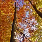Herbstlicher Sihlwald