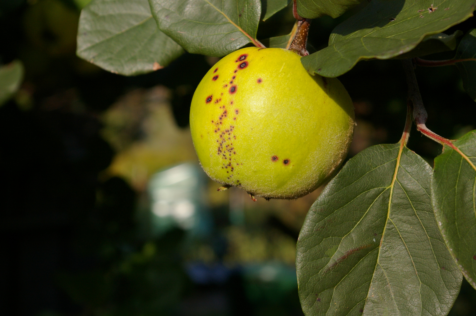 herbstlicher Snack