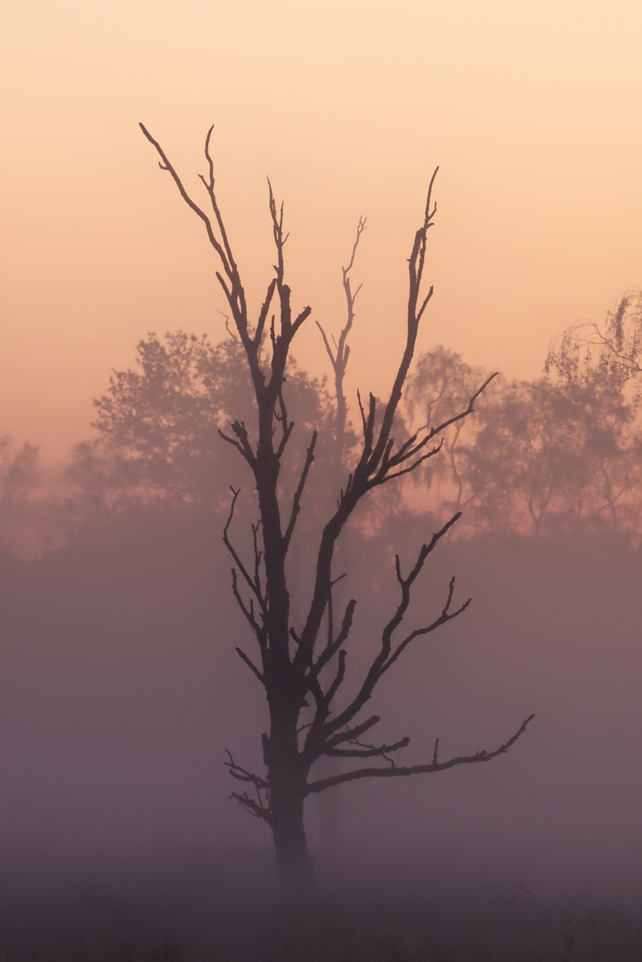 herbstlicher Sonnenaufgang im Moor - autumn sunrise at moor