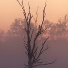 herbstlicher Sonnenaufgang im Moor - autumn sunrise at moor