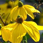 HERBSTLICHER SONNENHUT-ABSCHIED VOM SOMMER