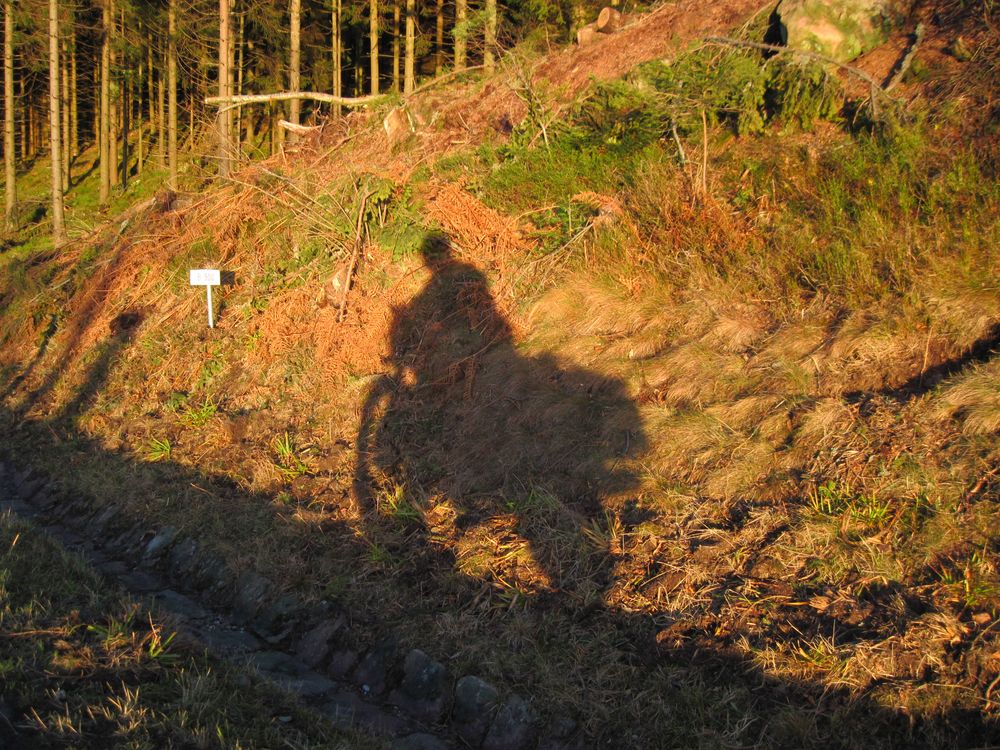 herbstlicher sonnenschein - wirft lange schatten