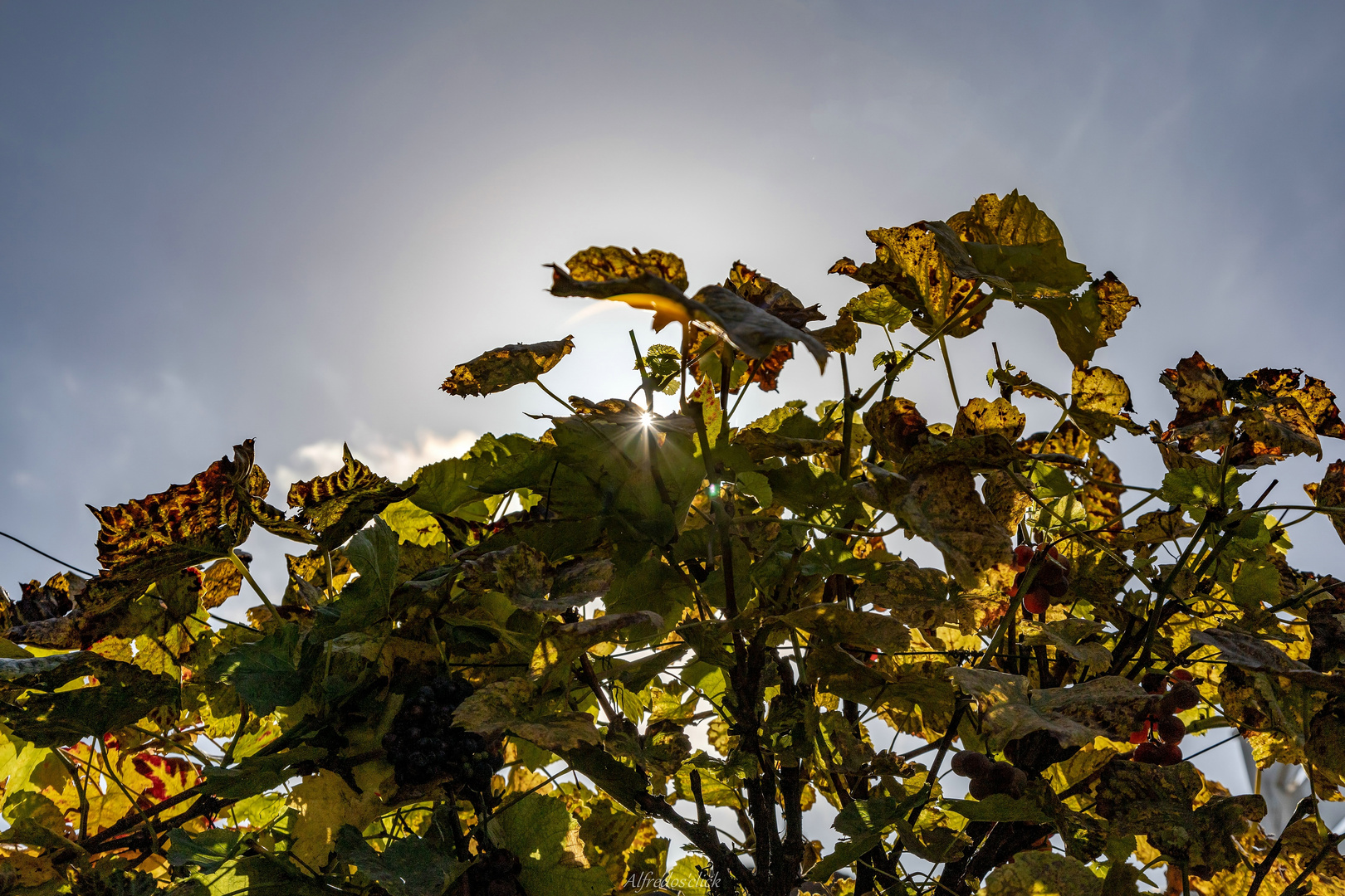 Herbstlicher Sonnenstern