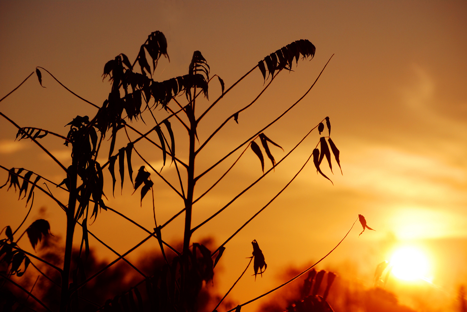 Herbstlicher Sonnenuntergang.