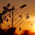 Herbstlicher Sonnenuntergang.