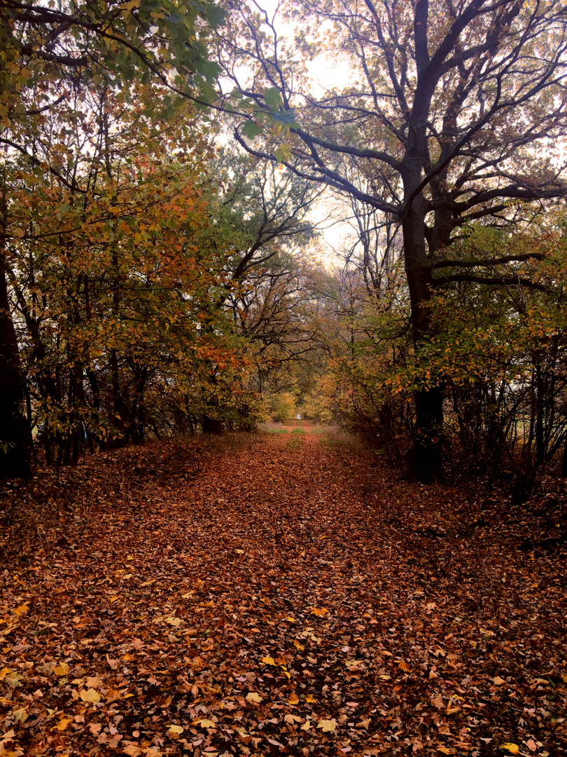 Herbstlicher  Spaziergang