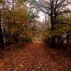 Herbstlicher  Spaziergang