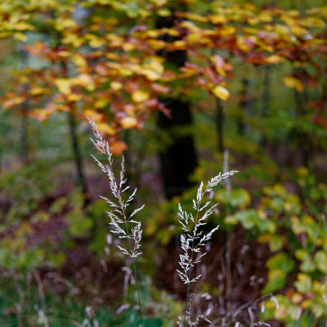 Herbstlicher Spaziergang