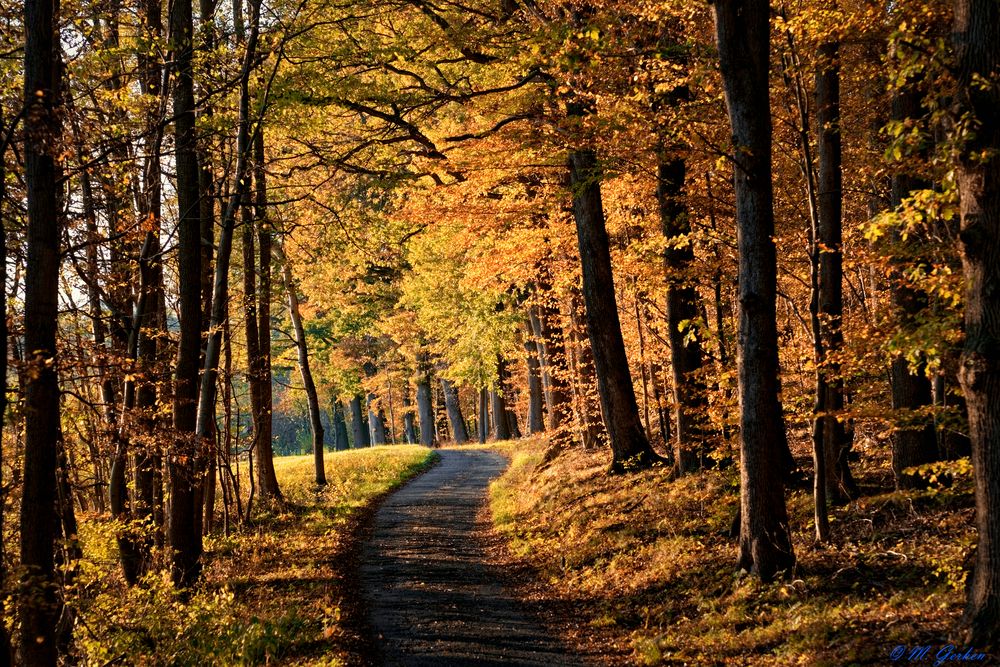Herbstlicher Spaziergang Foto & Bild wald, natur, herbst Bilder auf