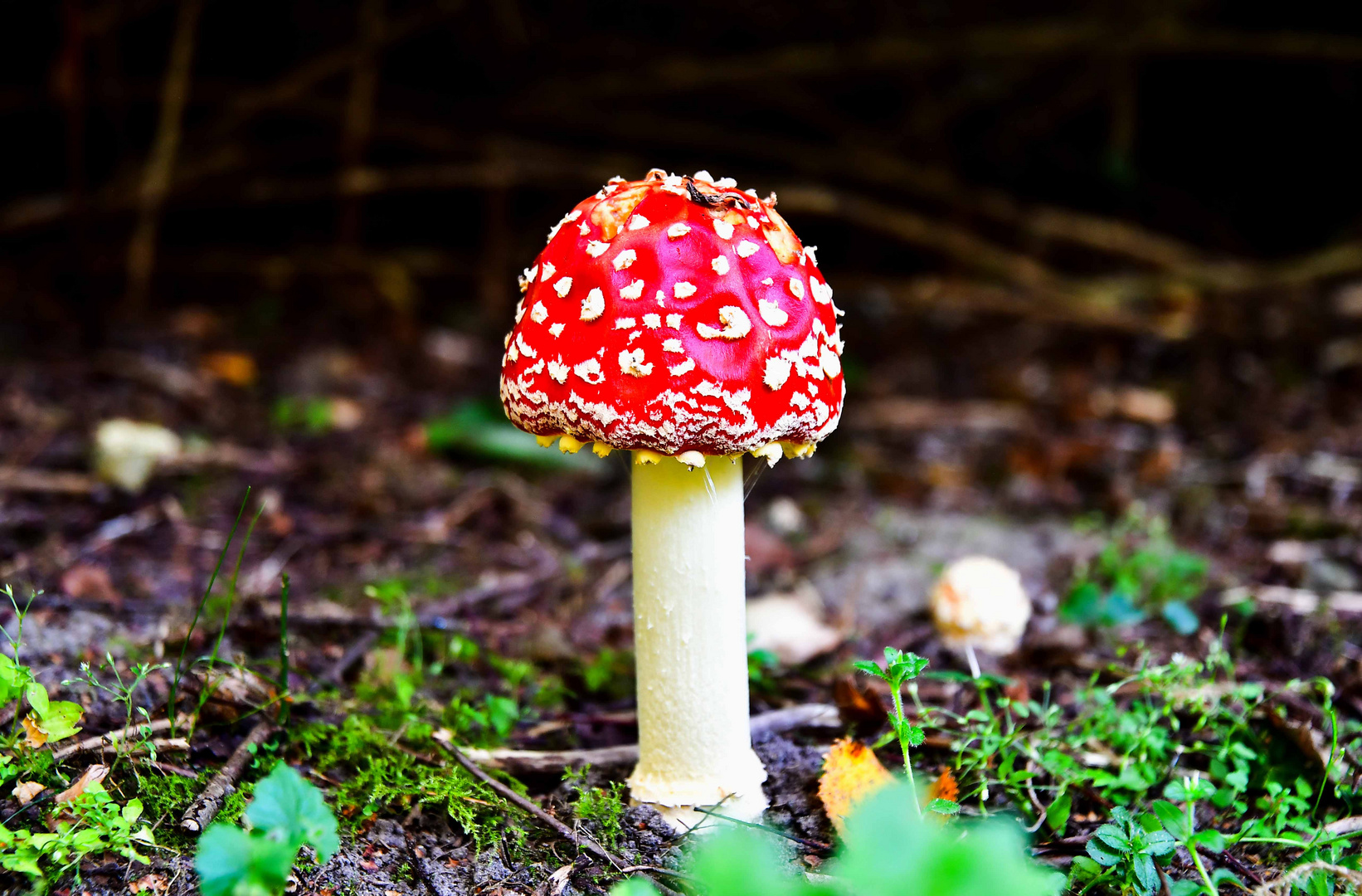 Herbstlicher Spaziergang im Arboretum Melzingen