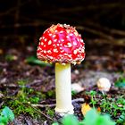 Herbstlicher Spaziergang im Arboretum Melzingen