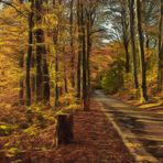 herbstlicher Spaziergang im Wald