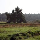 herbstlicher Spaziergang in den Moorwiesen