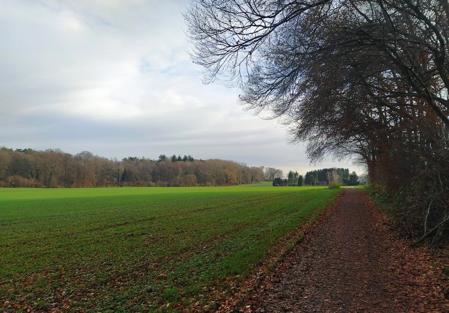 Herbstlicher Spazierweg zwischen Feld und Wald