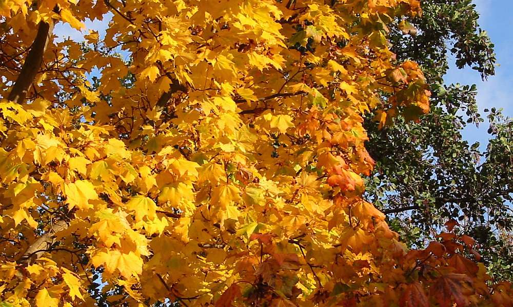 Herbstlicher Spitzahorn