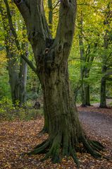 herbstlicher Stadtwald - Hannover