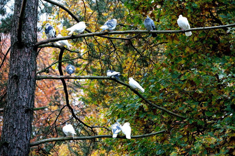 herbstlicher taubenbaum