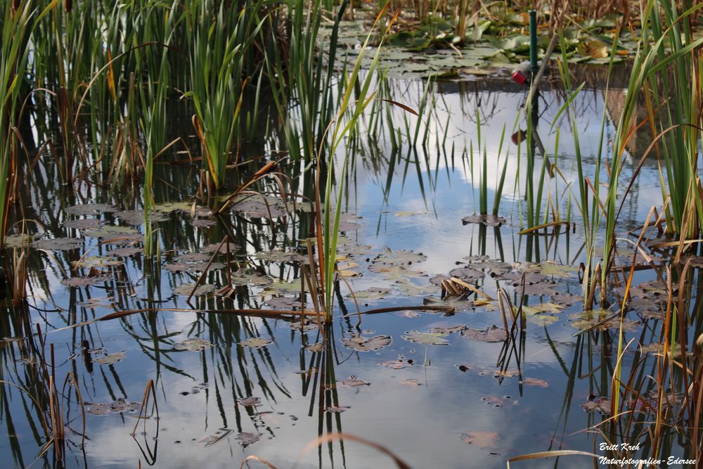 Herbstlicher Teich