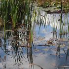 Herbstlicher Teich