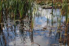 Herbstlicher Teich