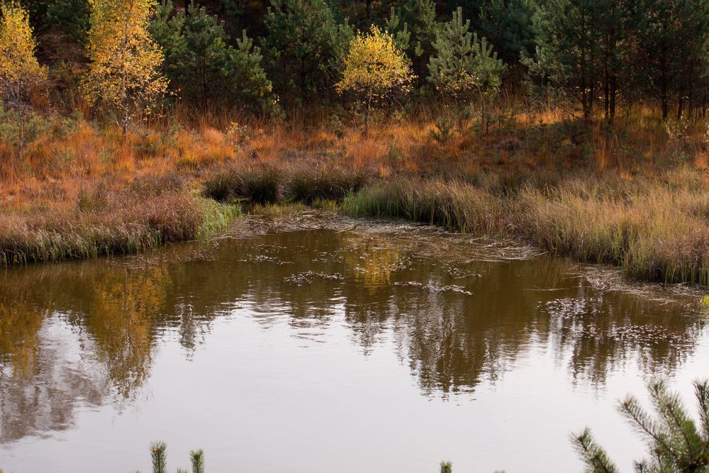 Herbstlicher Teich