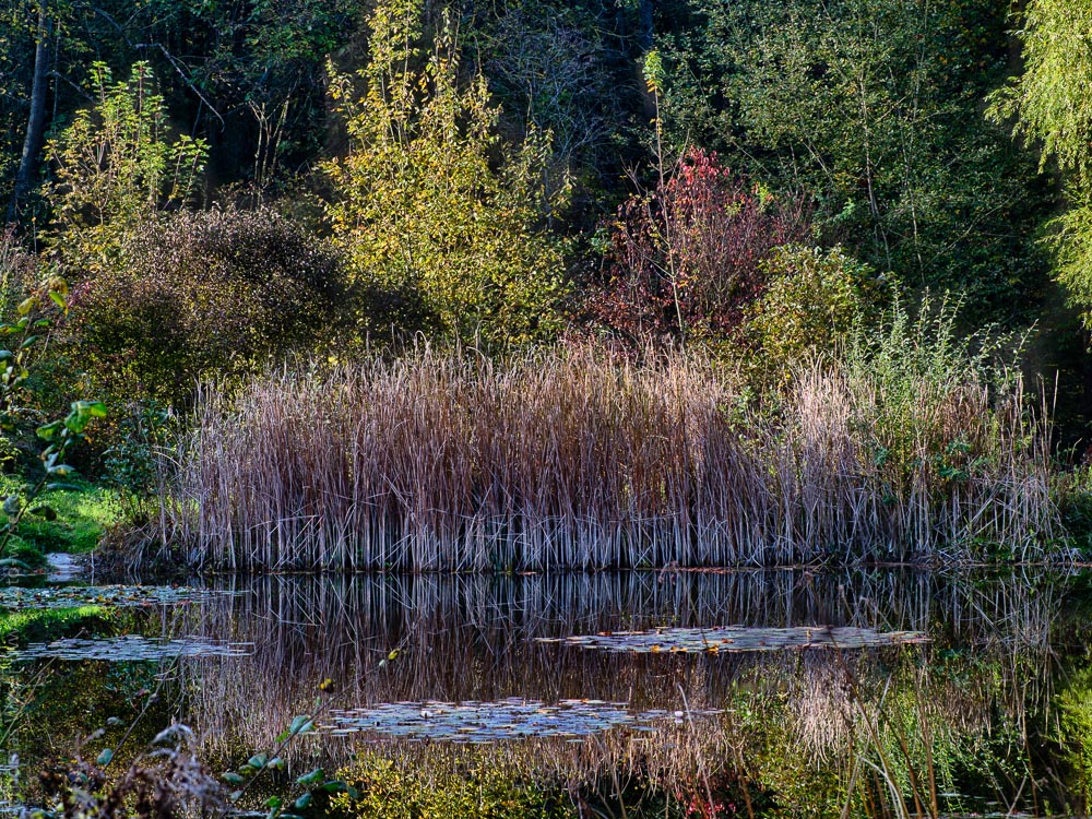 Herbstlicher Teich