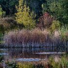 Herbstlicher Teich