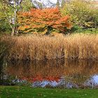 Herbstlicher Teich