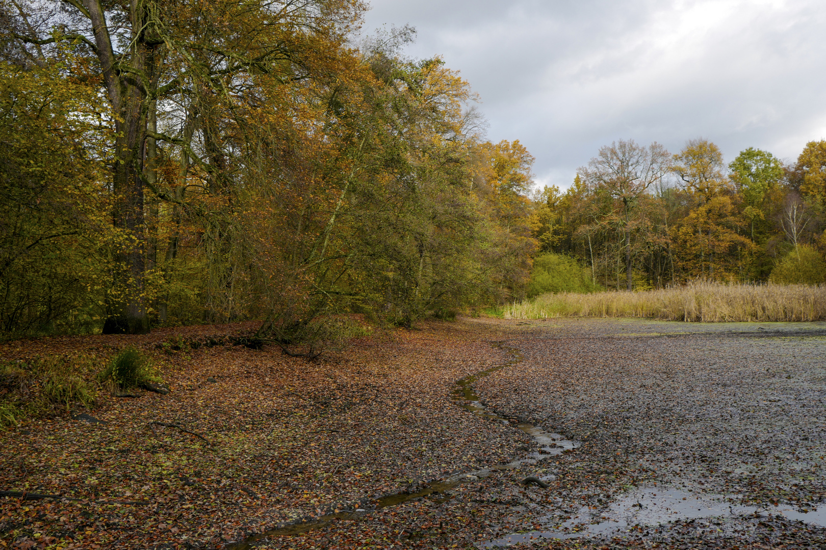 Herbstlicher Teichblick